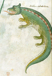 Крокодил. Фрагмент итальянского манускрипта. 1440 г.